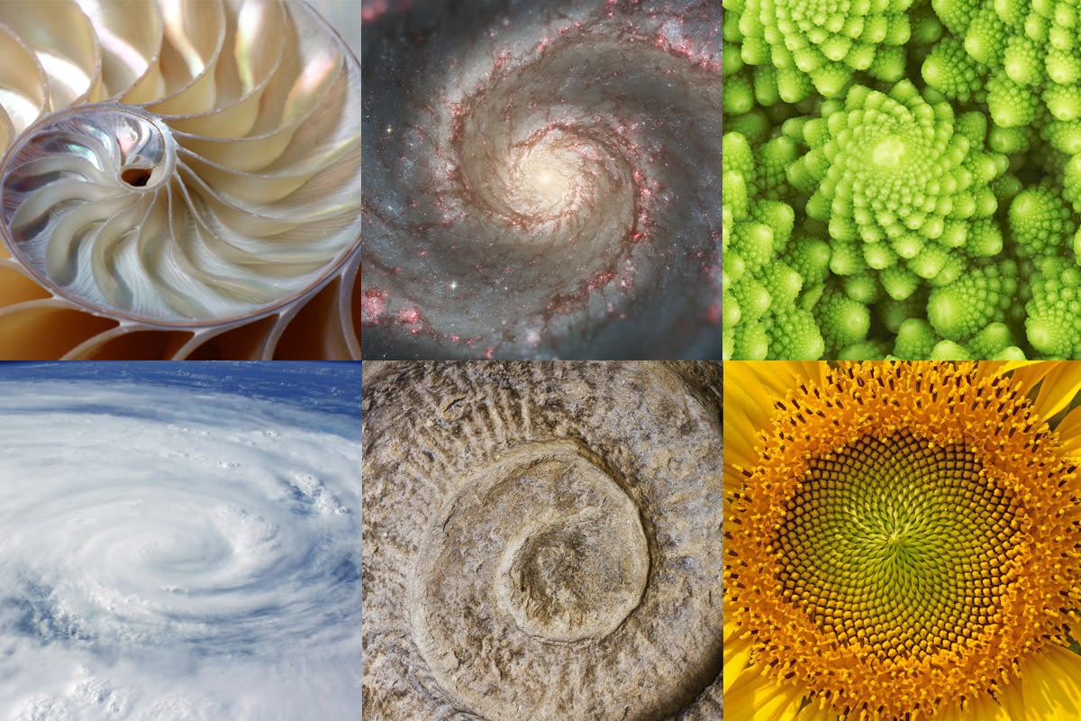 where does fibonacci sequence occur in nature